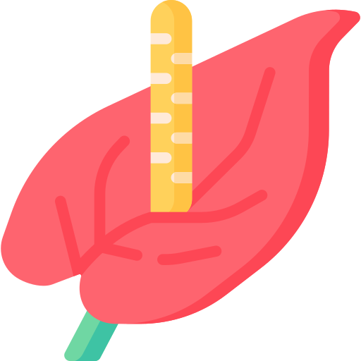 Anthurium